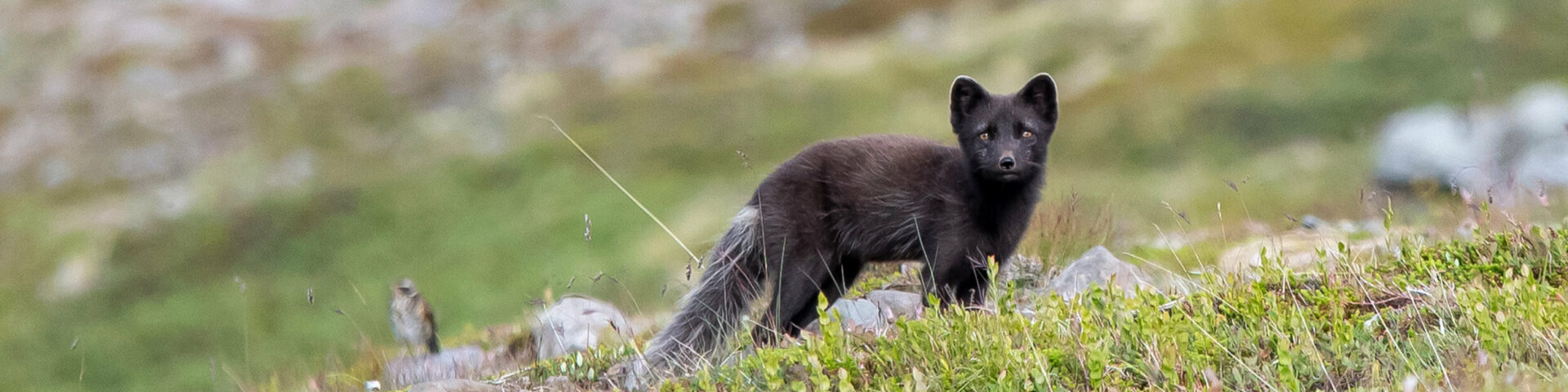 Arctic foxes in the Hornstrandir Nature Reserve