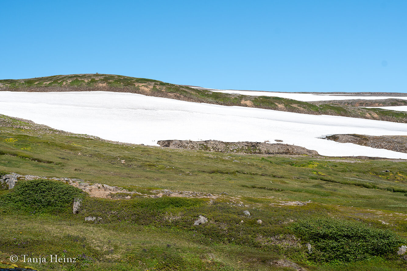 Polarfüchse im Hornstrandir Naturreservat