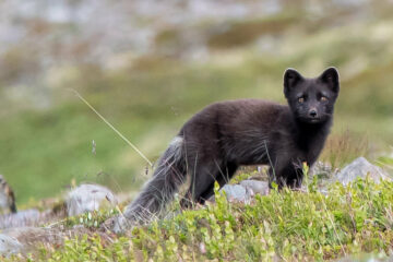 Arctic foxes in the Hornstrandir Nature Reserve