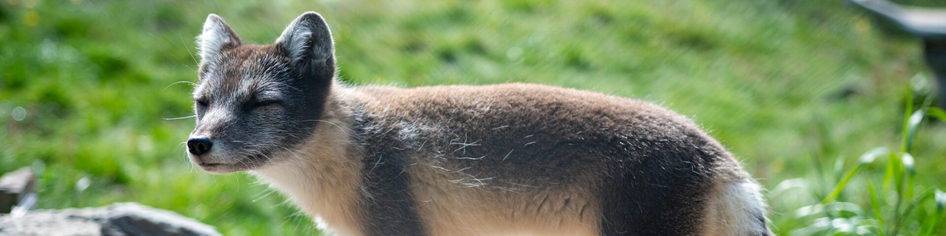 The Arctic Fox Centre