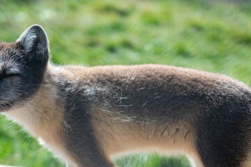 The Arctic Fox Centre