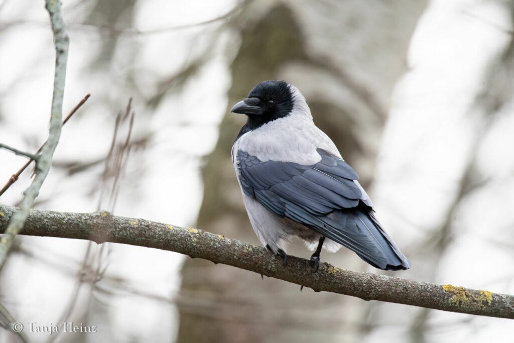 Nebelkrähe in Berlin