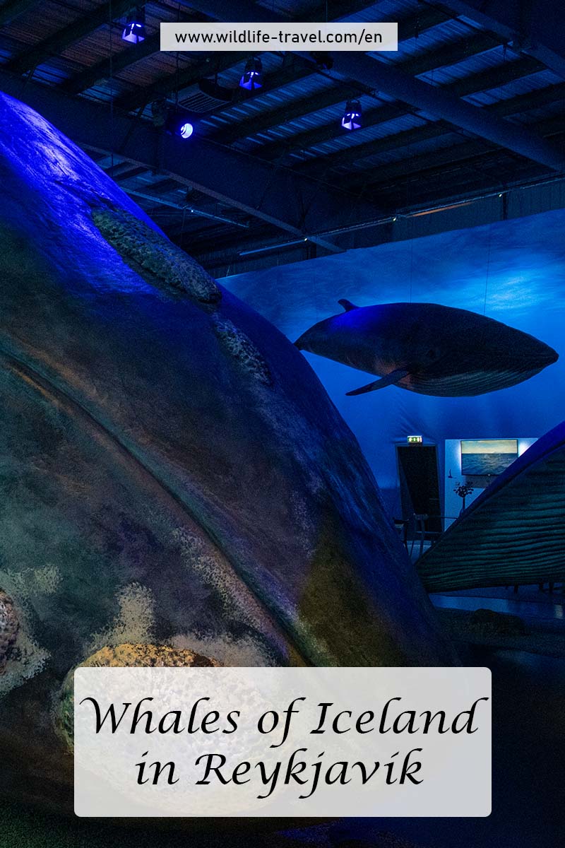 Whales of Iceland in Reykjavík