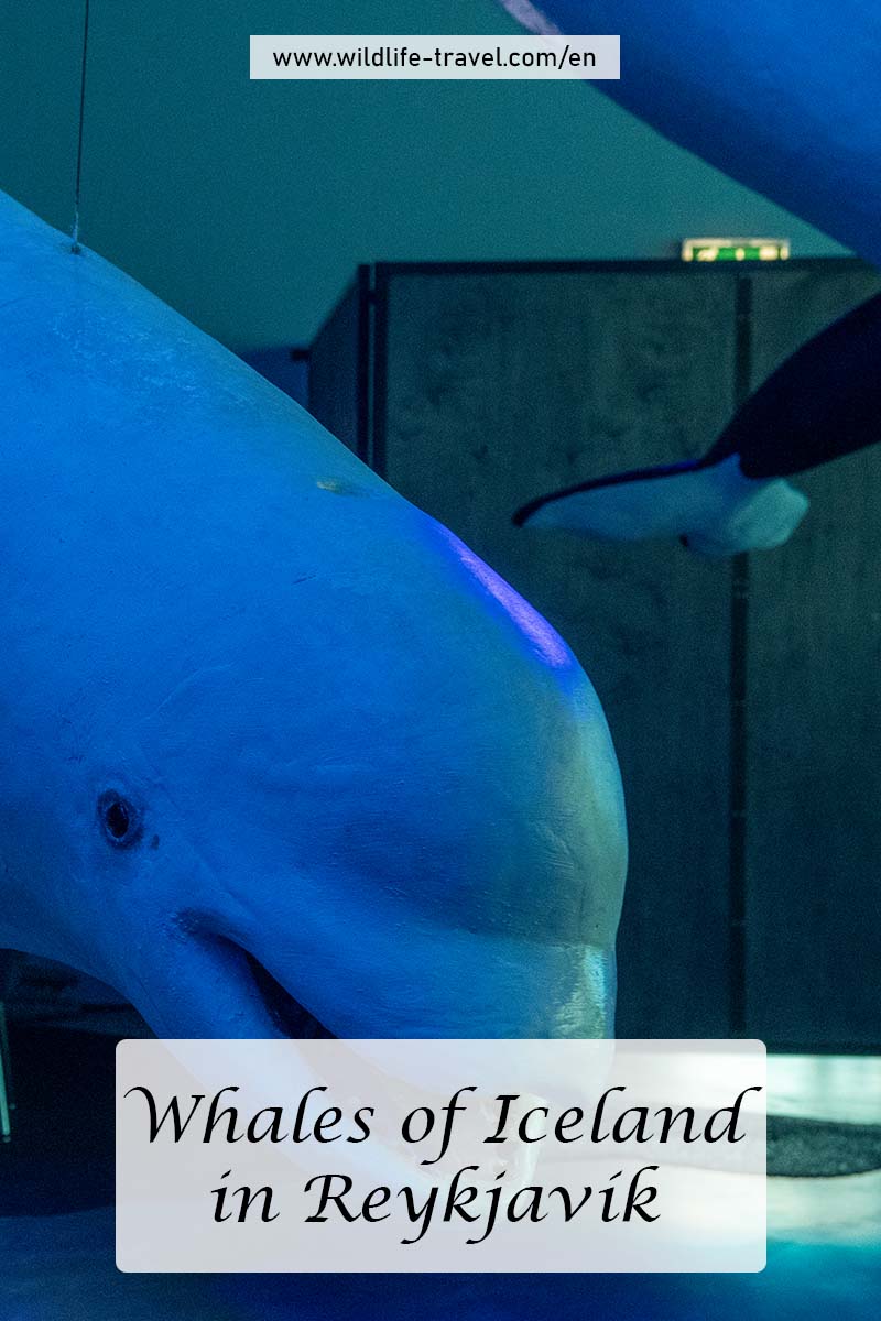 Whales of Iceland in Reykjavík