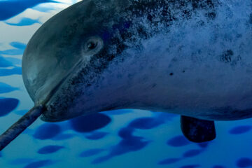 Whales of Iceland in Reykjavík