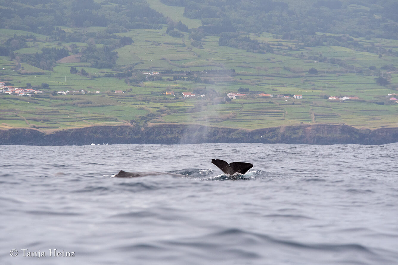 sperm whales in the Azores