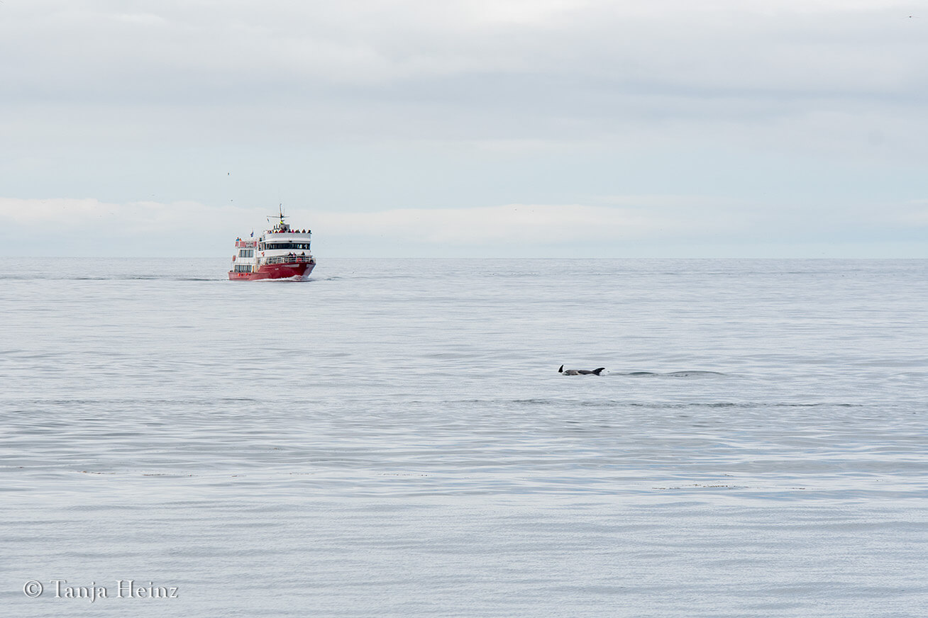 Weißschnauzendelfine in Reykjavík