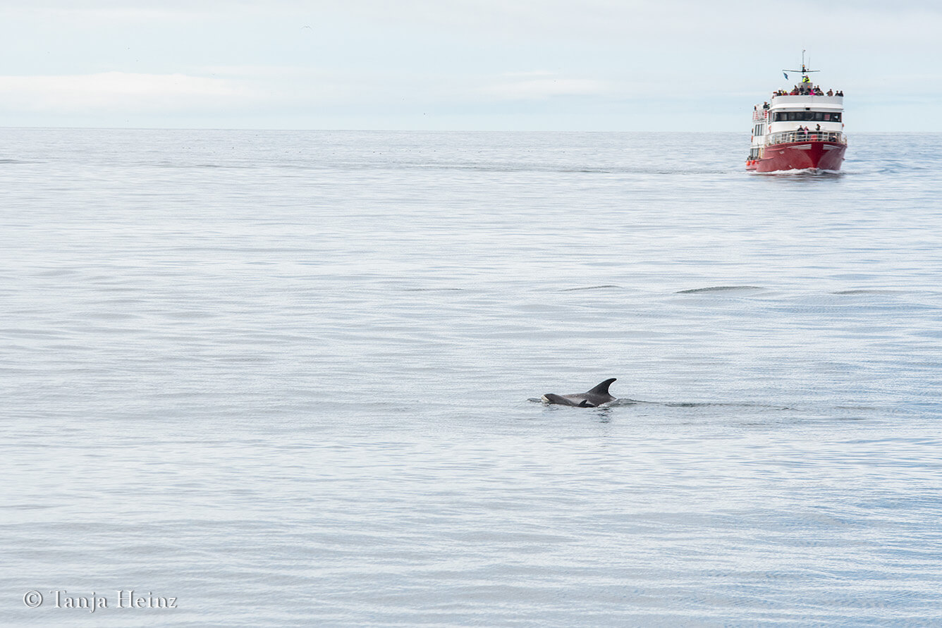 white-beaked dolphins in Reykjavík