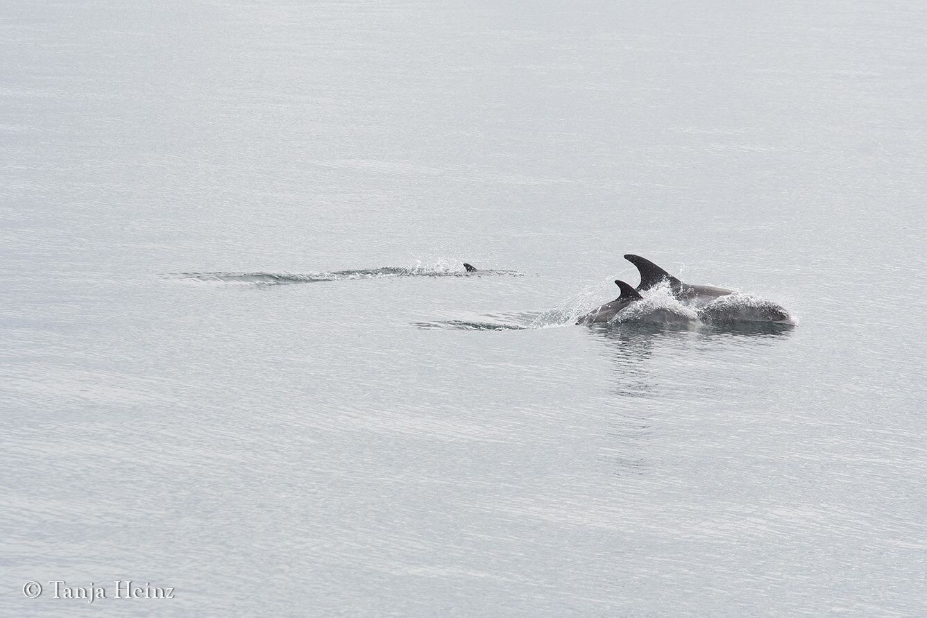 Weißschnauzendelfine in Reykjavík