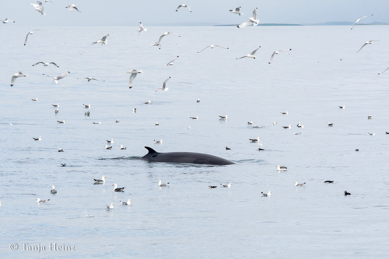 whale watching in Reykjavík