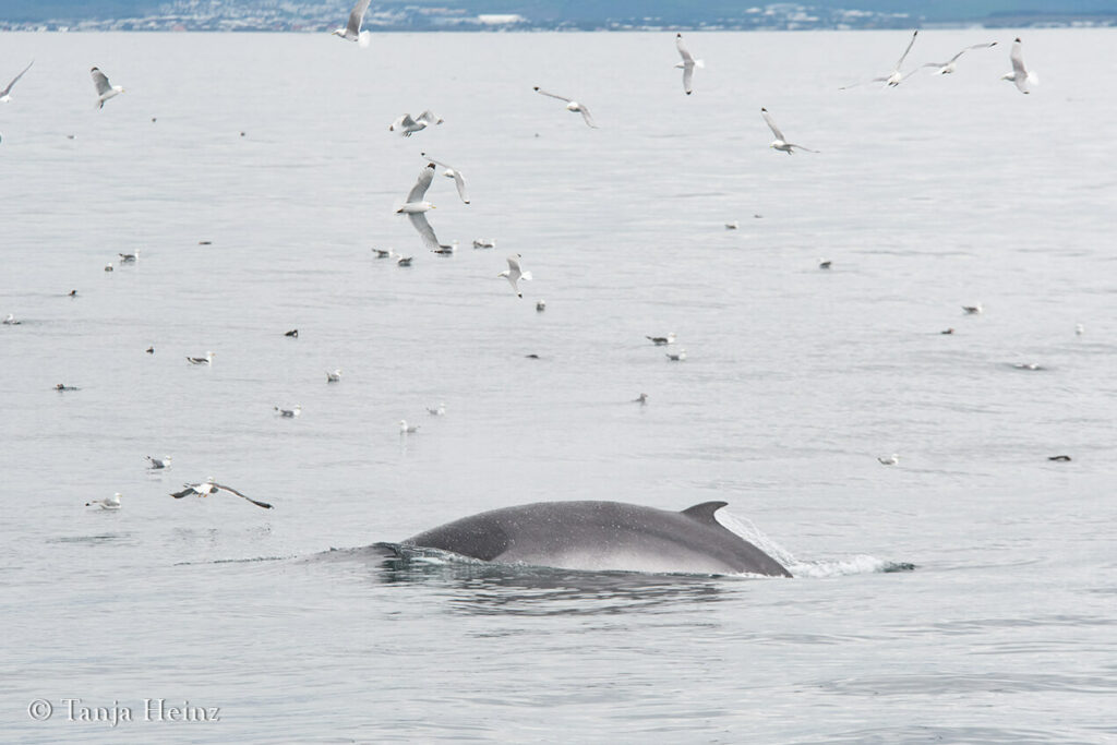 whale watching in Reykjavík
