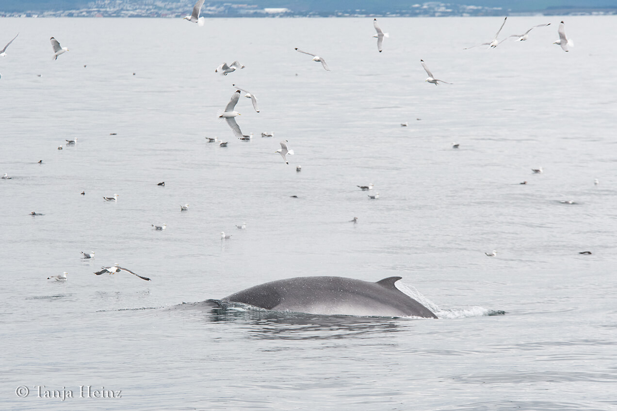 Wale beobachten in Reykjavík