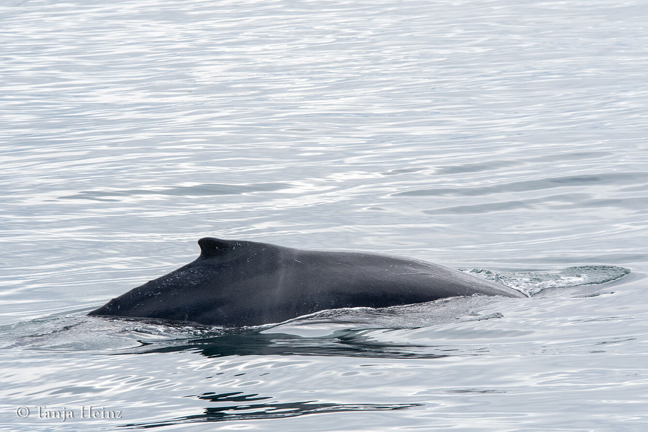 humpback whales in Reykjavík