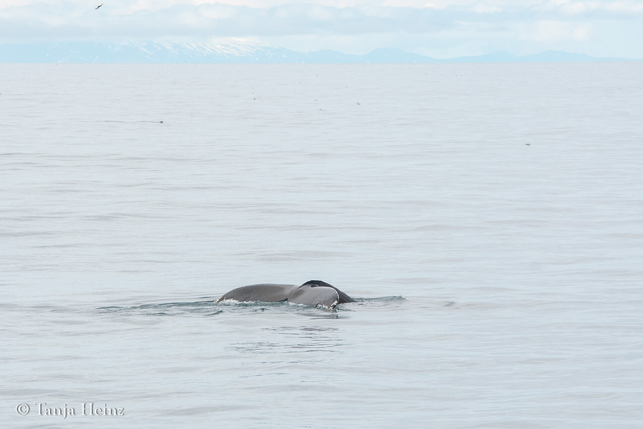 whale watching in Reykjavík