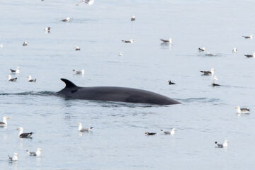 whale watching in Reykjavík