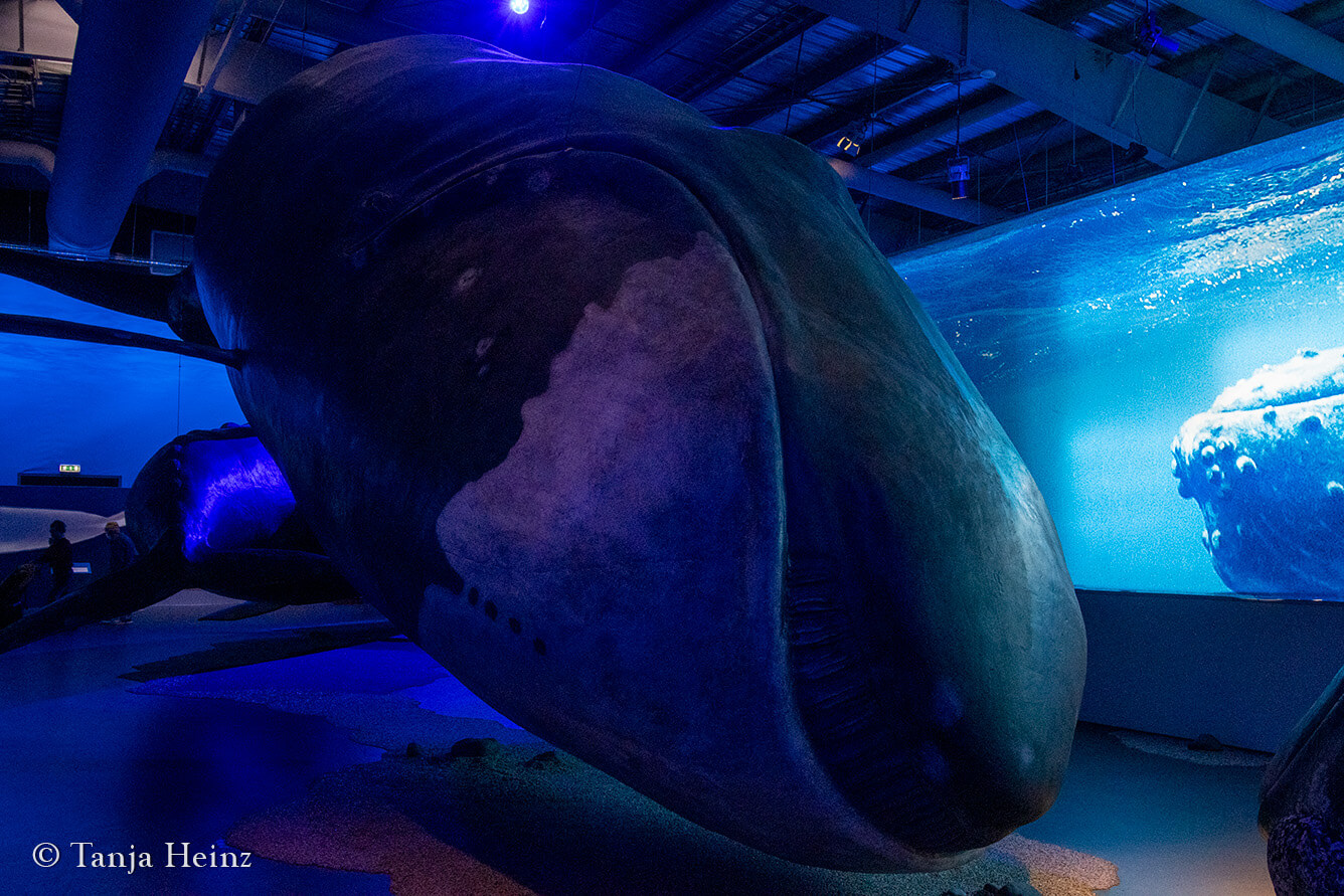 Walmuseum Whales of Iceland in Reykjavík