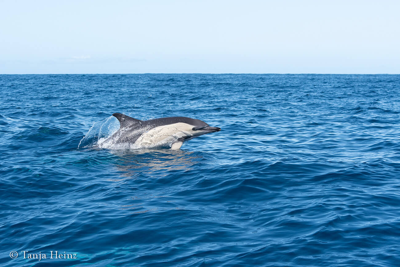Gemeine Delfine auf den Azoren