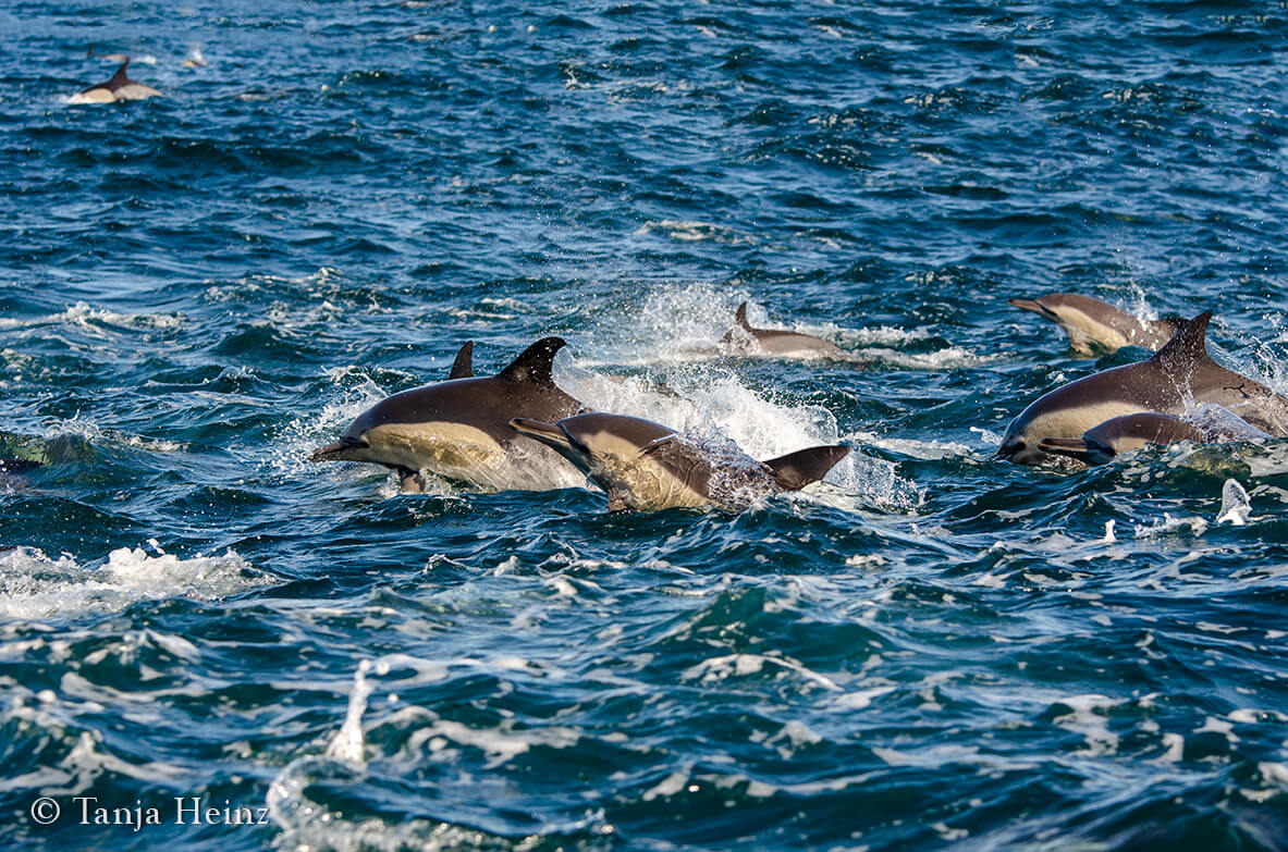 Gemeine Delfine in Südafrika