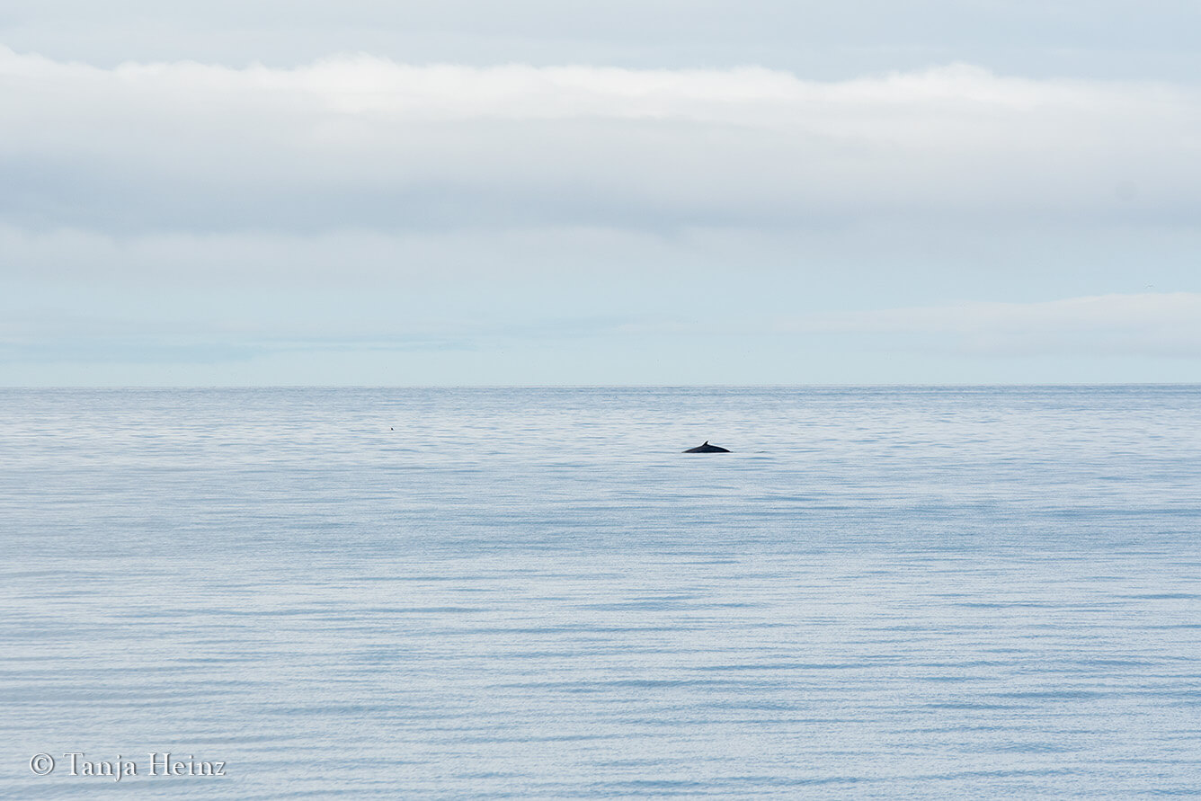Wale in Island