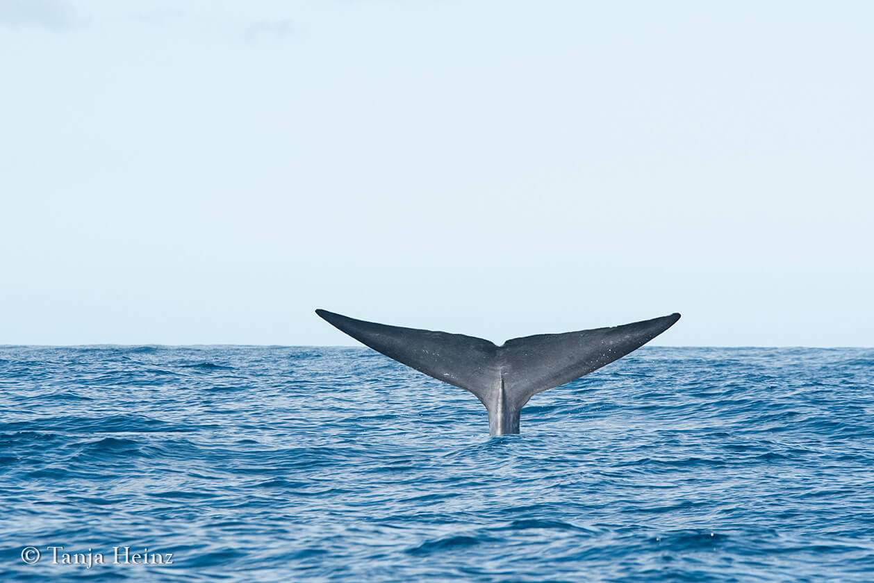 Blauwale auf den Azoren