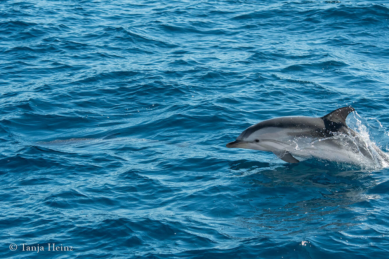 Striped dolphin in Spain