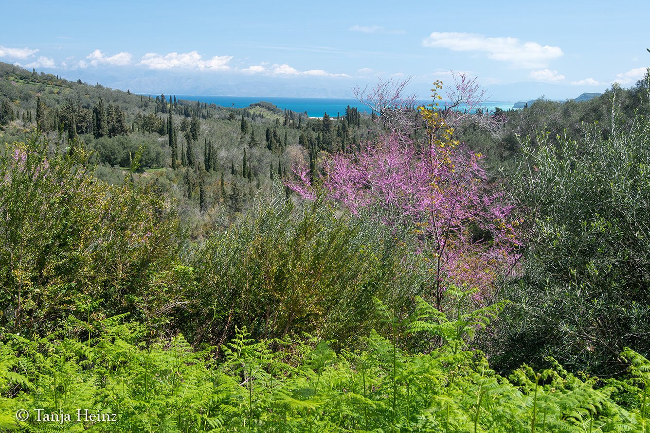 Landschaft auf Korfu