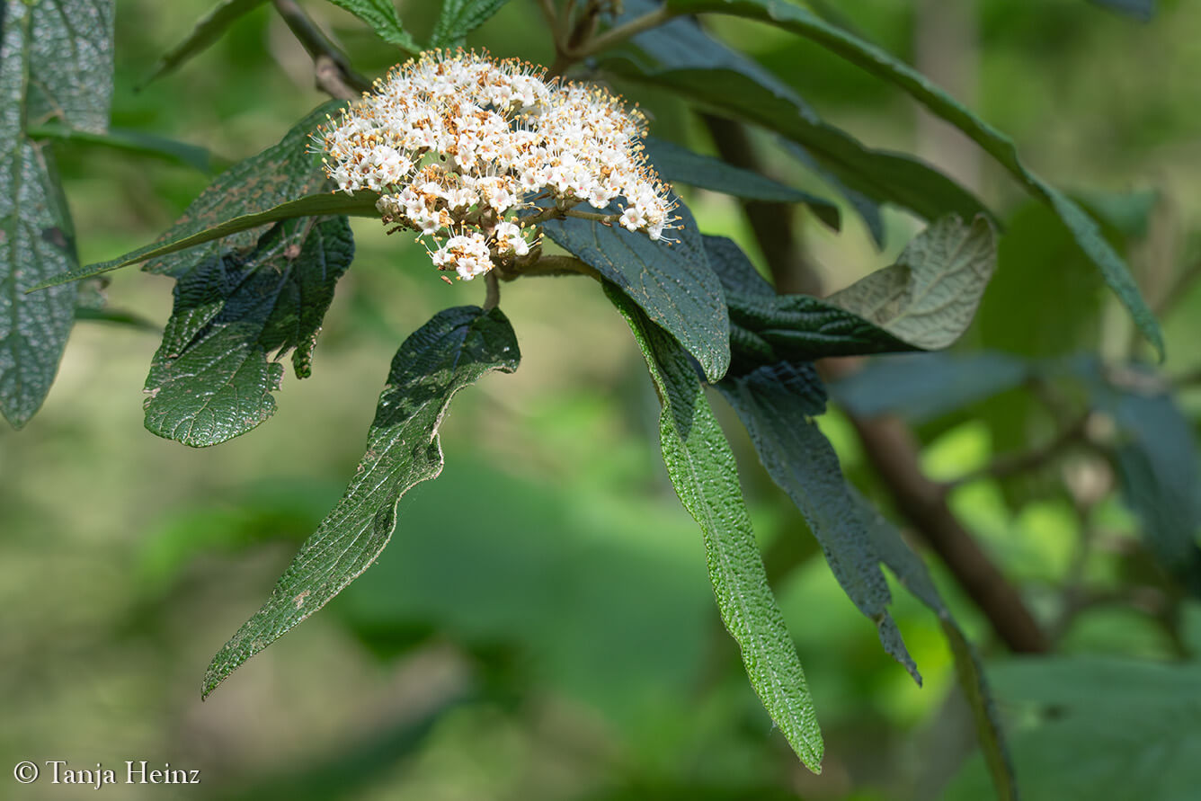 City Nature Challenge 2024