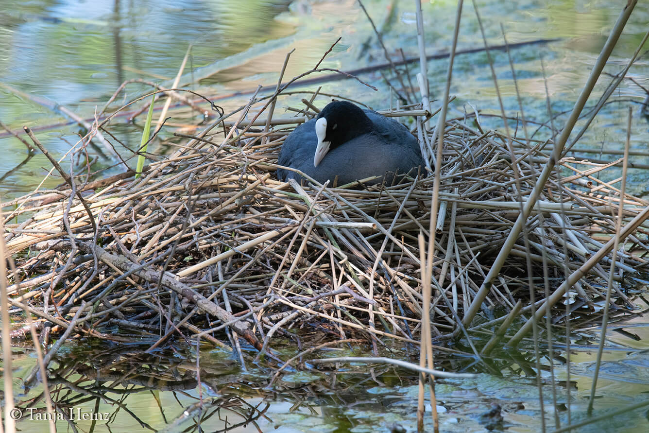 Eurasian coot at the Weissensee