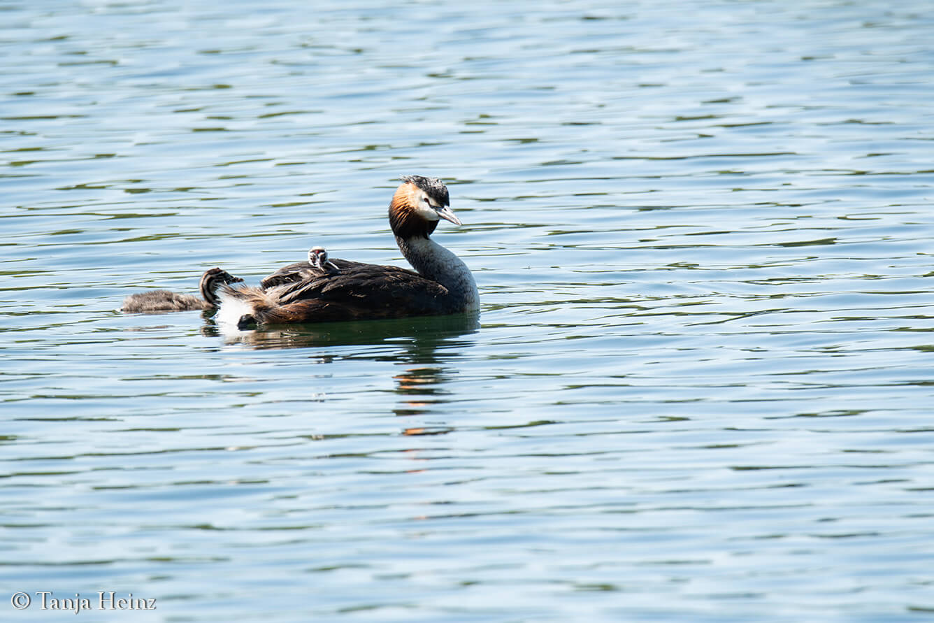 great crested grebe at the Weißensee