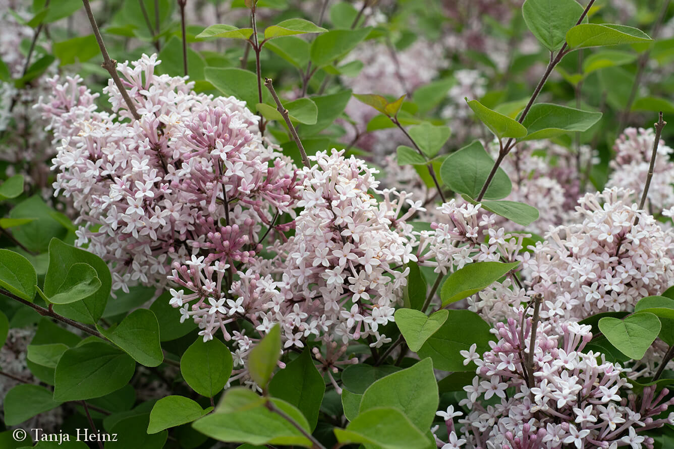 City Nature Challenge 2024