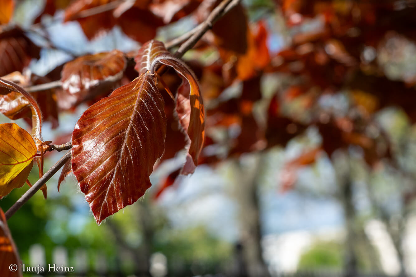 City Nature Challenge 2024
