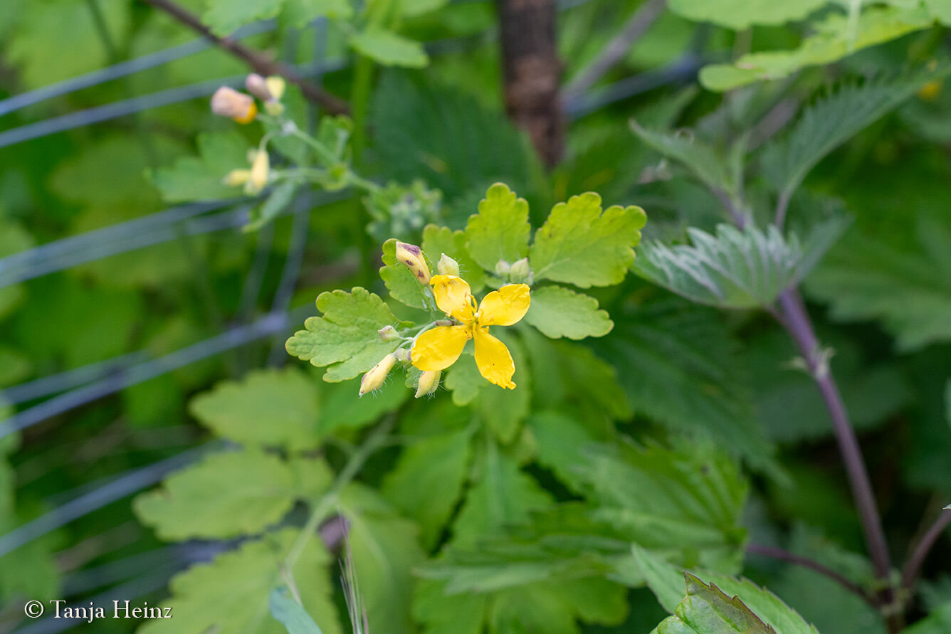 City Nature Challenge 2024