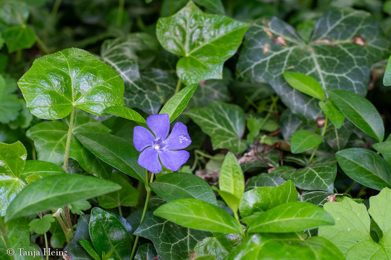 City Nature Challenge 2024