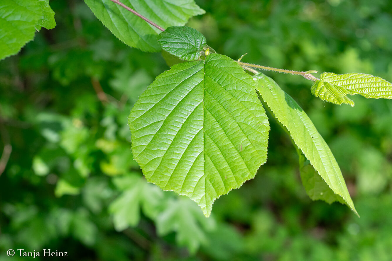 City Nature Challenge 2024