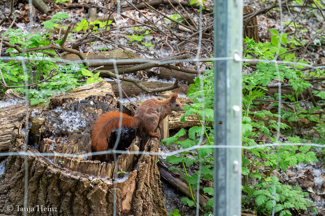 red squirrel at the Volkspark Friedrichshain