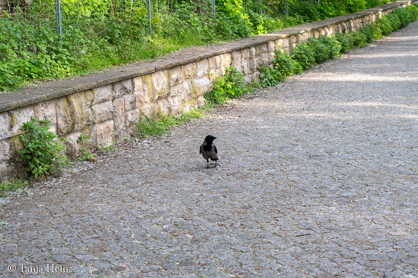 hooded crow at the Volkspark Friedrichshain