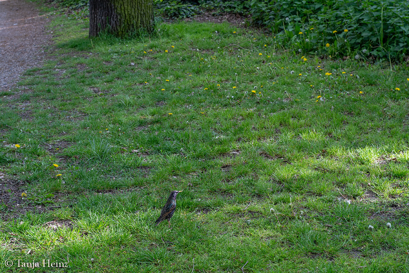 starling at the Volkspark Friedrichshain