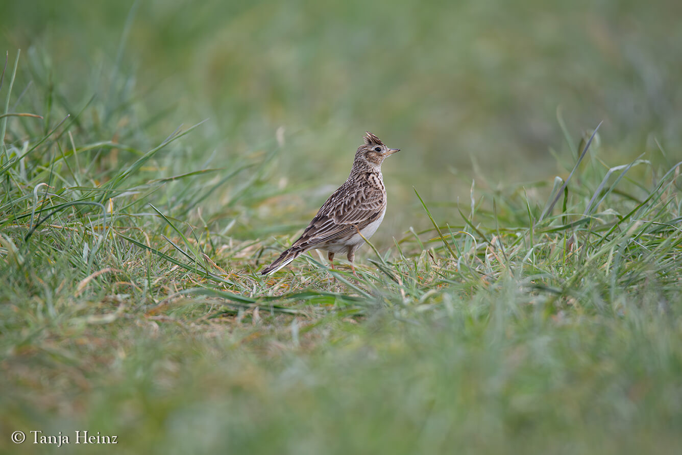 Eurasian skylark at the Tempelhofer Feld