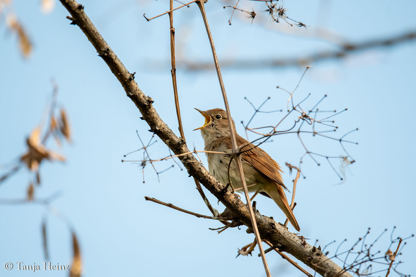 common nightingale at the Tempelhofer Feld