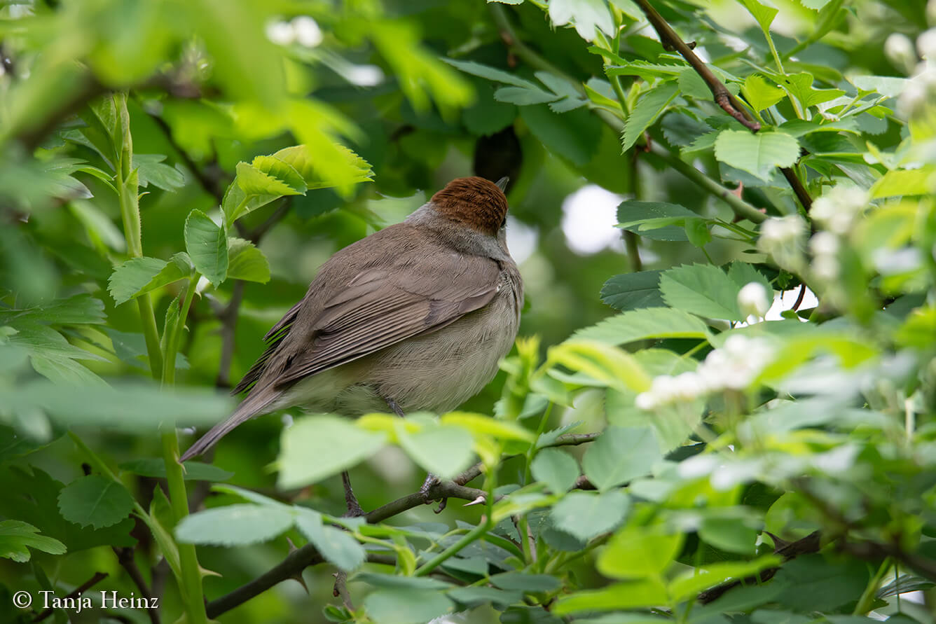 Eurasian blackcap at the Tempelhofer Feld