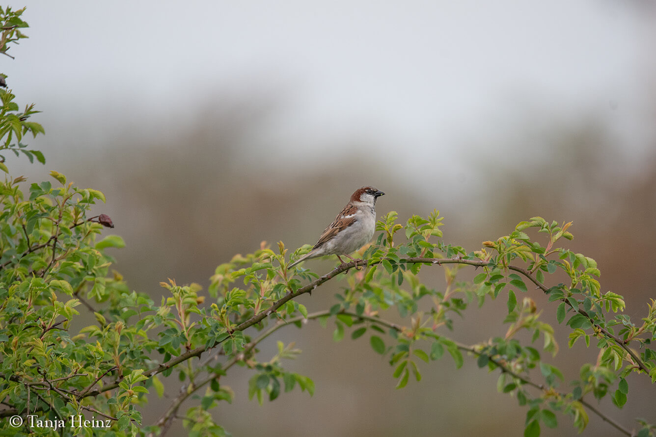 house sparrow at the Tempelhofer Feld