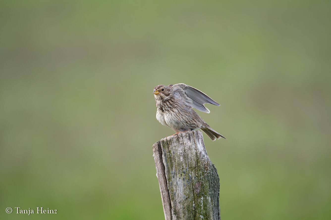 corn bunting at the Tempelhofer Feld
