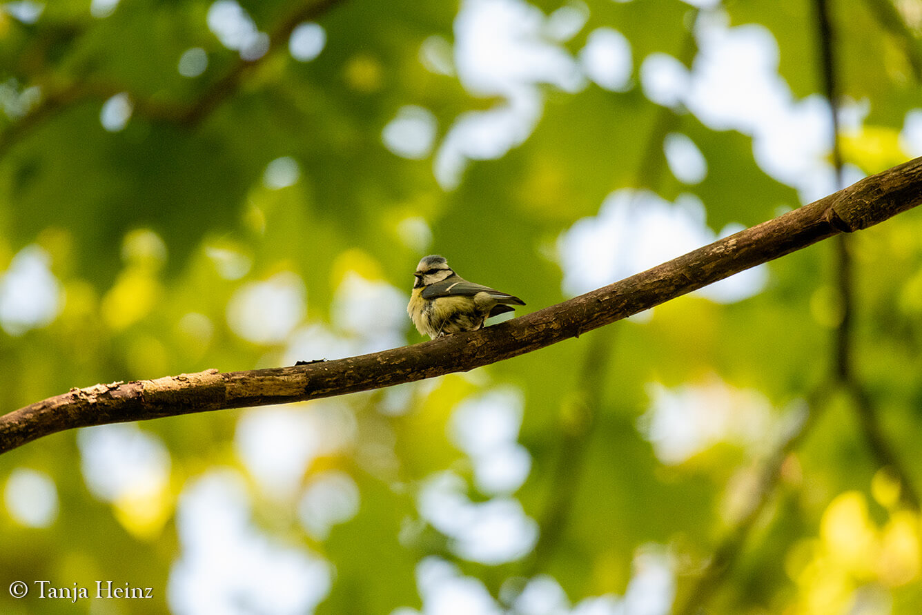 blue tit