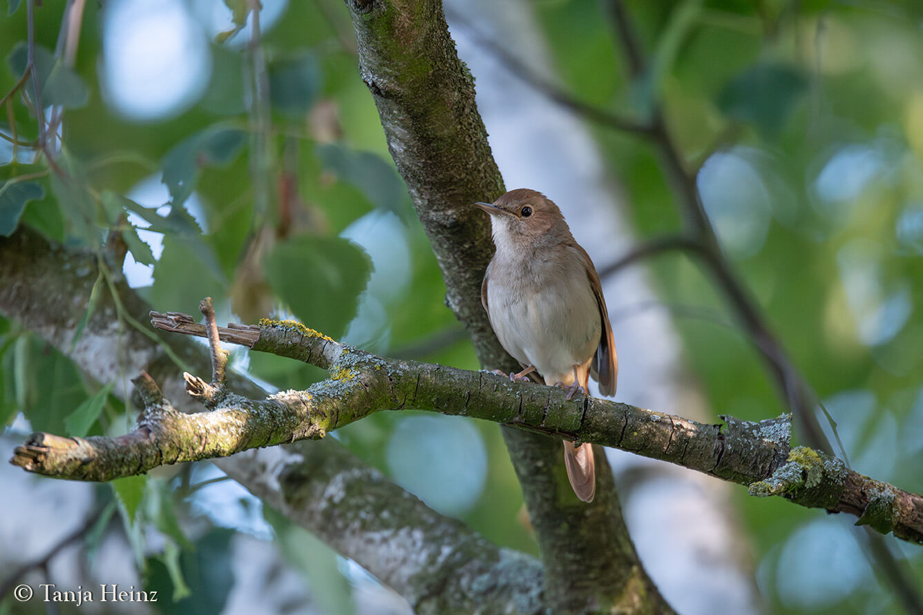 common nightingale in Karow