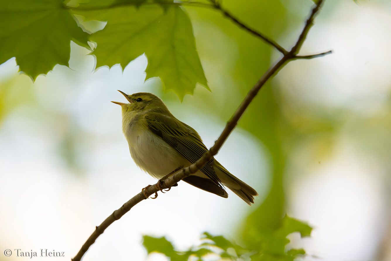 wood warbler