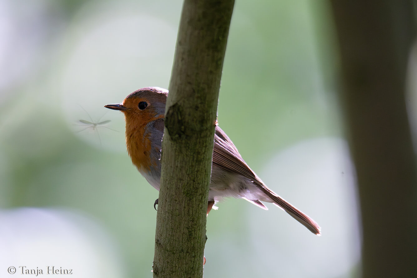 European robin