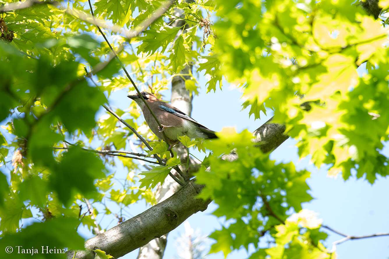City Nature Challenge 2024