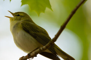 City Nature Challenge 2024