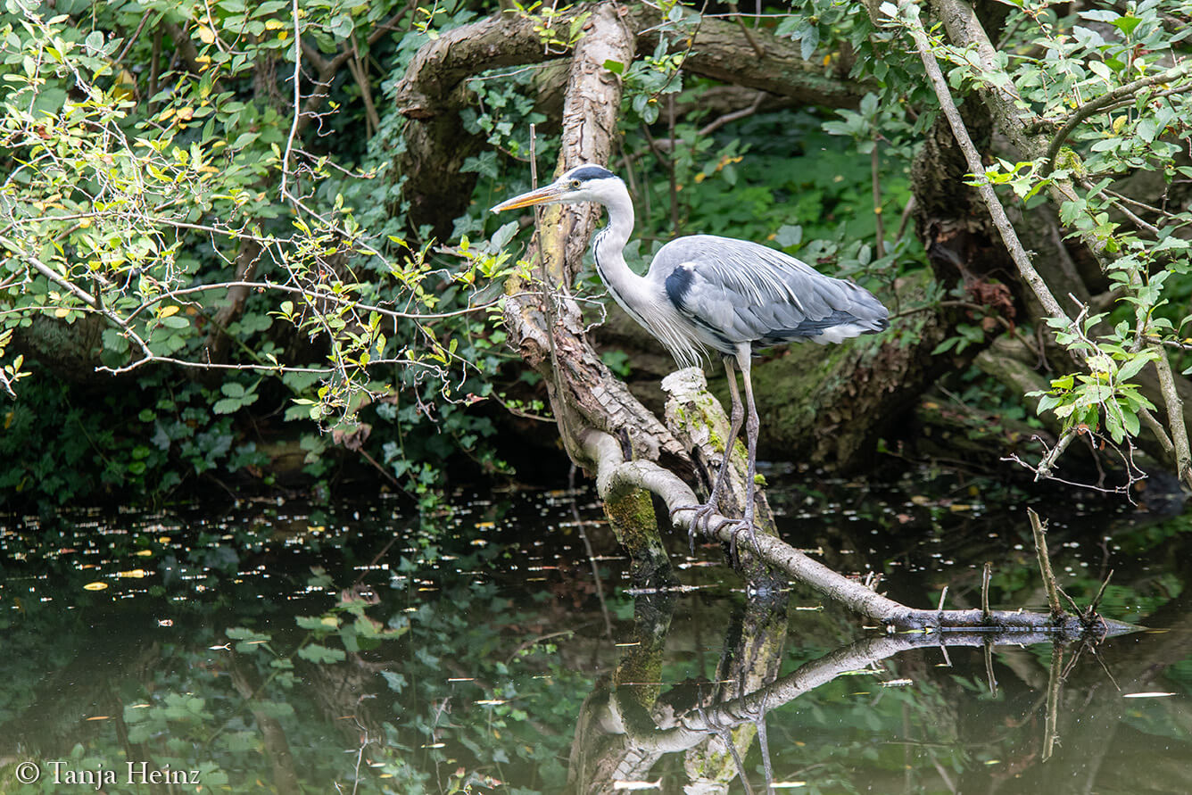 grey heron