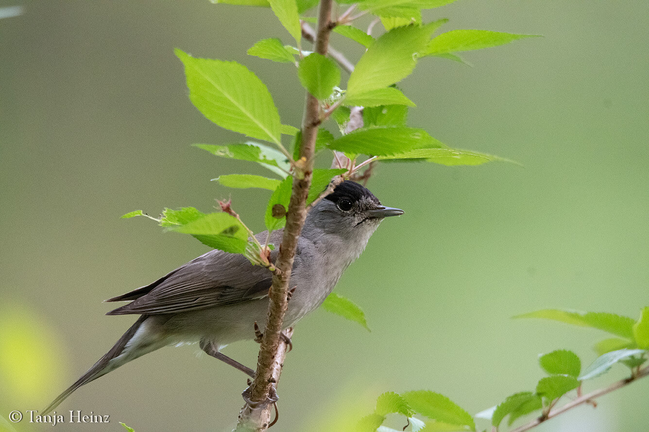 Dawn Chorus 2024